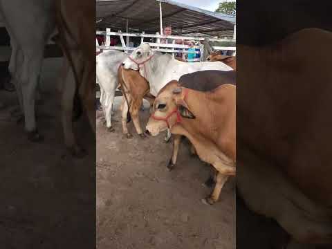 Bezerros com muita raça em Júpi-PE