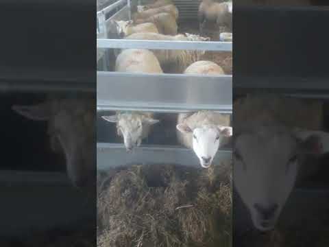 Walk Through feeders, barriers - Image 2