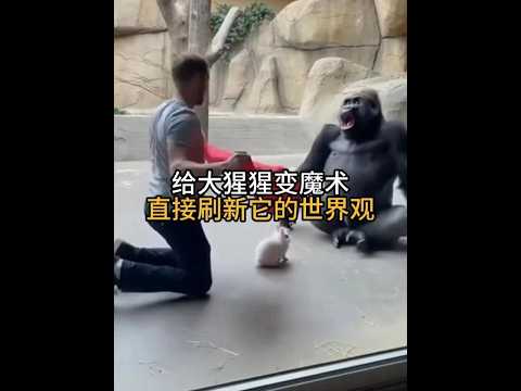 給大猩猩變魔術，直接刷新它的世界觀 #動物科普 #動物的迷惑行為 #有趣的動物 #大猩猩 #銀背大猩猩