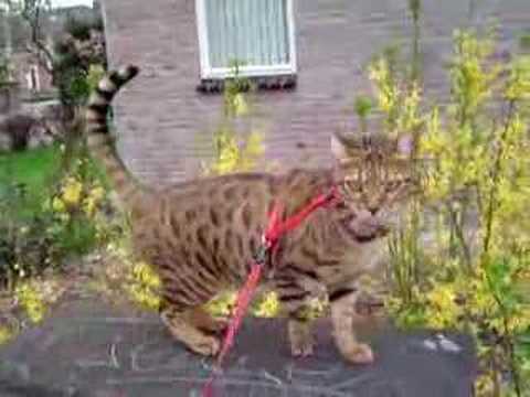 Walking Rasheed - Wandelen met Rasheed (3)