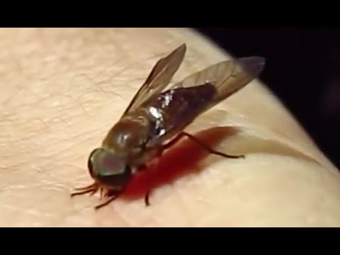 image-Why are horsefly bites so bad?