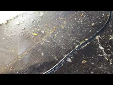 Cockroaches Crawling On the Ceiling & Under the Fridge in Shrewsbury, NJ