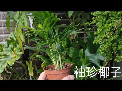 袖珍椰子樹