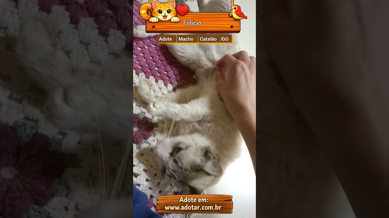 Gato raça SRD-ViraLata idade 4 anos nome Felício 
