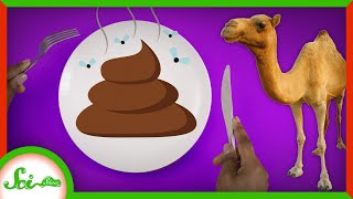 How Eating Camel Dung Saved Lives