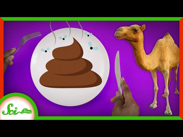 Video Pronunciation of Bacillus subtilis in English Video Pronunciation of Bacillus subtilis in English