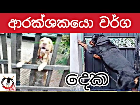 ආරක්ෂකයෝ වර්ග 2යි | Dog puppy Rottweiler Labrador cute