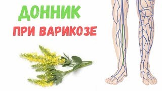 Лечебные свойства и противопоказания травы Донник
