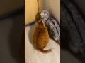 Cat S Funny Walk Shorts Animallover Catlover Tiktok Viral Video Whatsappstatus Cat Funny