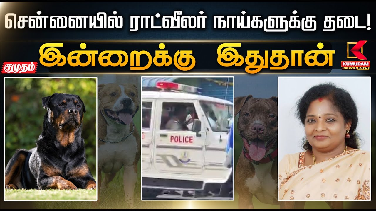 இன்றைக்கு இது தான்.. சென்னையில் ராட்வீலர் நாய்களுக்கு தடை! | Rottweiler | Tamilisai | KumudamNews