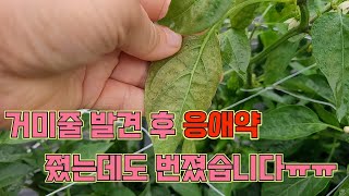 고추밭에 응애가 번졌습니다ㅠㅠ 고추농사 잘 짓는 법!!