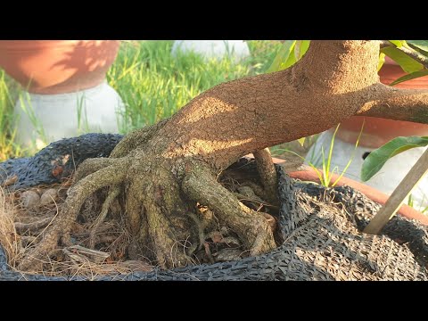 6/4 gl cây giáng long cúc rin đế nôm quái phôm tàng chuẩn đẹp ae hộp nhãn lh 0702327419 bảo