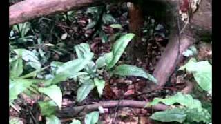 preview picture of video 'That Strange LEAF At Singapore Bukit Timah Hill!'