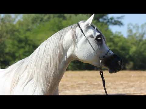Ruanda - Masai Moniscione x Esklara
