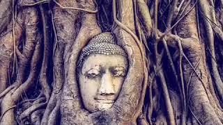 preview picture of video 'Ağaç köklerine saklanmış Buda heykeli kafası,'