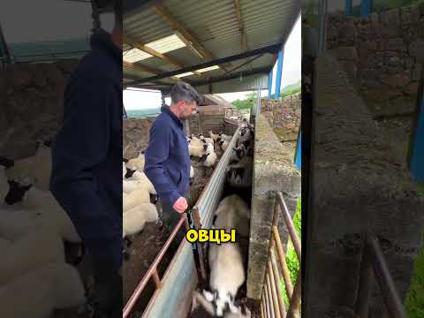Сортировка овец по размеру