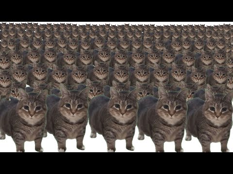 oiiaoiia cat x10000000