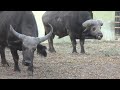 Interesting Cape Buffalo African Buffalo In Mysore Zoo Mysore Tourism