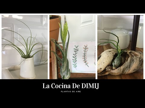 Cómo cuidar un clavel de aire