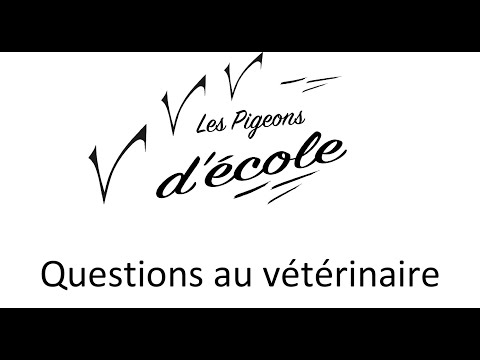 , title : '7. Questions au vétérinaire'