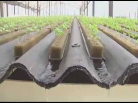 Agricultura familiar é destaque de reassentamentos da Sto.Antônio Energia  - Gente de Opinião