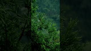 Download lagu Rainy Forest Soundscape 4K Nature Video: sleep, meditation, study, soothing, relaxation, anxiety mp3 Download lagu Rainy Forest Soundscape 4K Nature Video: sleep, meditation, study, soothing, relaxation, anxiety mp3