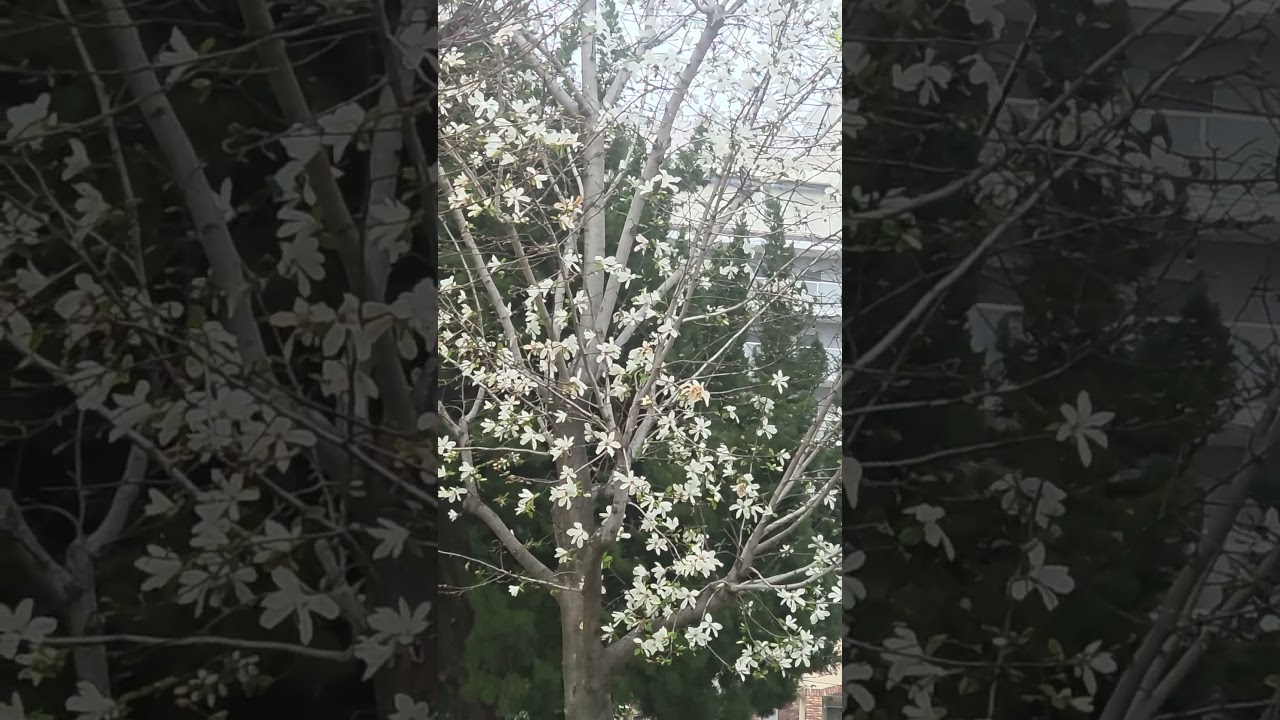 Exploring the park view #park #flo #flowers #nature #shorts