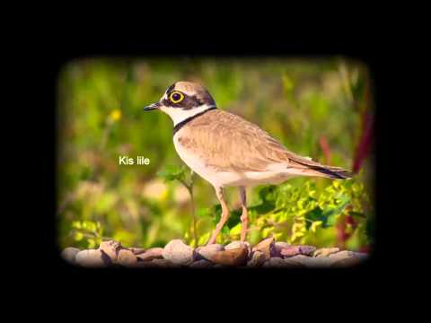 Érdekességek madarainkról - Hattyúk - Kapanyél