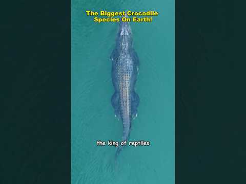 The 5 Biggest Crocodiles in the World!