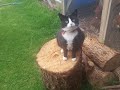 Tuxedo Cat Bella Is Always A Sweetie And Always Loves Your Attention