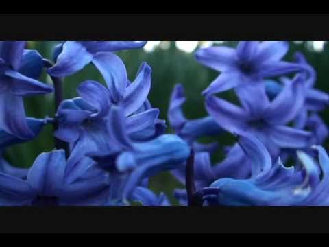 OSCAR MEDINA - NUEVA PRIMAVERA