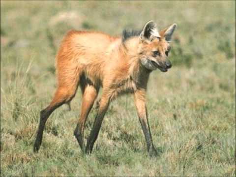 Pyhare Amanguype - Quemil Yambay