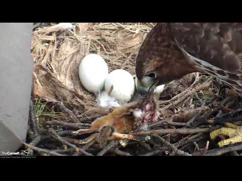 Big Red Brings In A Chipmunk, Settles Over Eggs – April 9, 2019