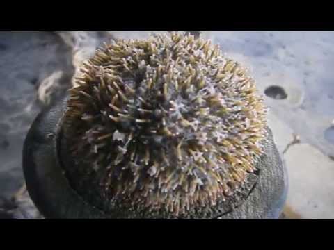 Short-Spine Sea Urchin