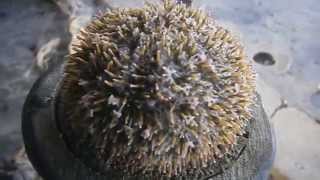 Short-Spine Sea Urchin