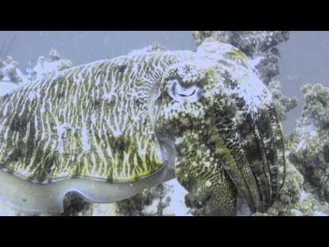 Shark Point, Shark Point / Anemon Reef,Thailand