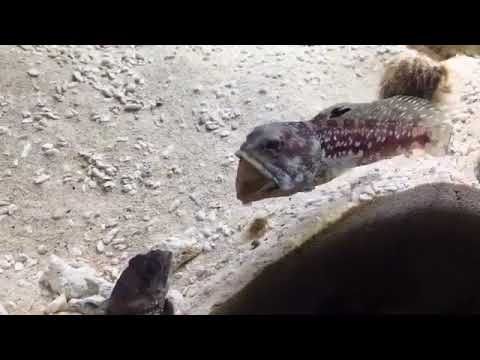 Two Fish Fight by Spitting Sand on Each Other - 999462
