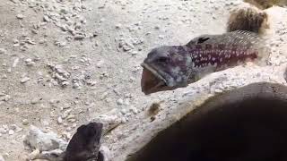Two Fish Fight by Spitting Sand on Each Other - 999462
