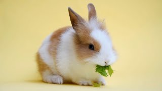 Num Num Na Num Num Na Num Na Num - Parry Gripp