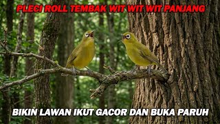 Download lagu PANCINGAN PLECI ROLL TEMBAK WIT WIT WIT TULIT PANJANG, BIKIN LAWAN GACOR , NGOTO DAN BUKA PARUH mp3