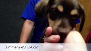 preview picture of video 'Summerville SPCA'