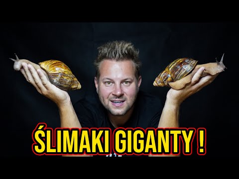 CIEKAWOSTKI O HODOWLI ŚLIMAKÓW AFRYKAŃSKICH W DOMU