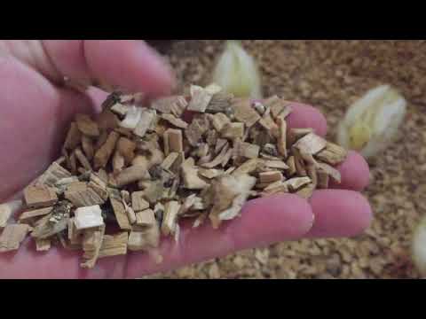 Kükenupdate Texas XXL Jumbowachteln Tag 11 und erstes Fazit zum Buchenhack