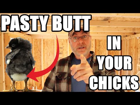 Pasty butt prevention for your baby chicks