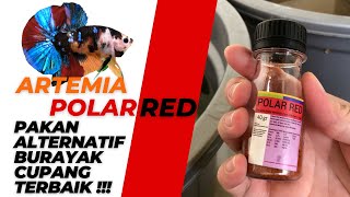 Download lagu CARA MEMBERIKAN ARTEMIA POLAR RED KE BURAYAK CUPANG mp3 Download lagu CARA MEMBERIKAN ARTEMIA POLAR RED KE BURAYAK CUPANG mp3