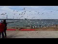 Feed The Ring Billed Gulls 7