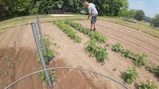 Planting the Garden - Corn Thief