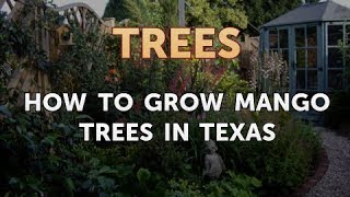 How to Grow Mango Trees in Texas