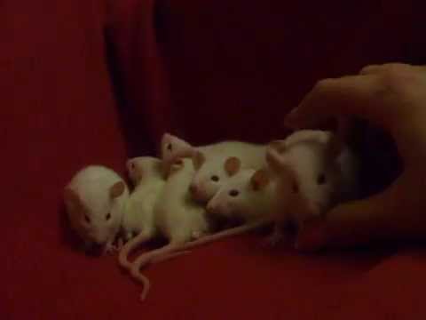 3-tygodniowe szczurki