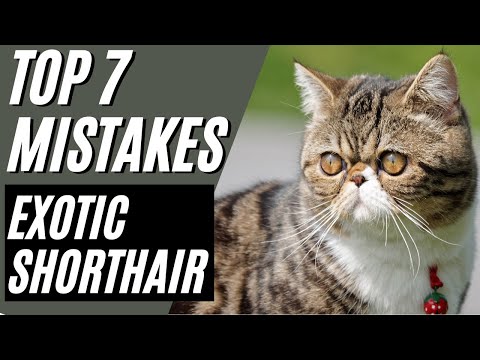 7 Mistakes To AVOID with an Exotic Shorthair Cat